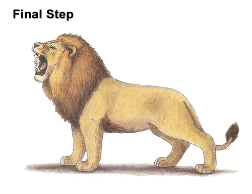 How to Draw a Lion Roar Roaring Side Color