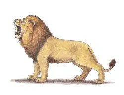 How to Draw a Lion Roaring Color