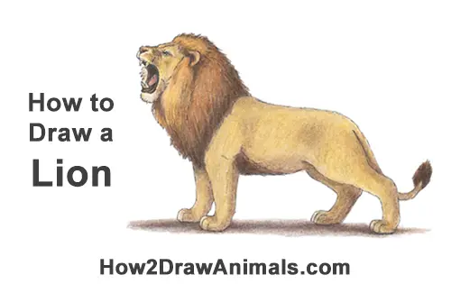 How to Draw a Lion Color Side Roar Roaring