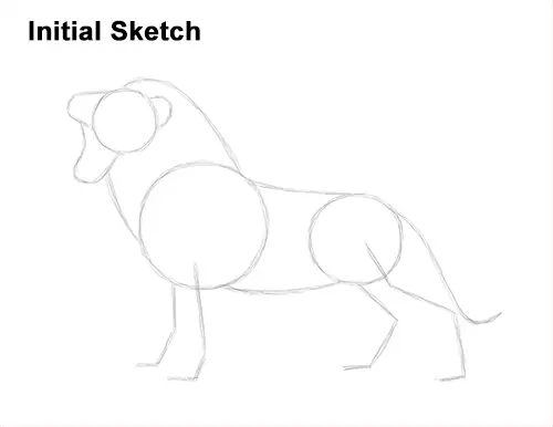 How to Draw a Lion Roaring (Color) VIDEO & Step-by-Step Pictures