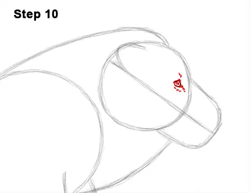 How to Draw Male Lion Running Side 10