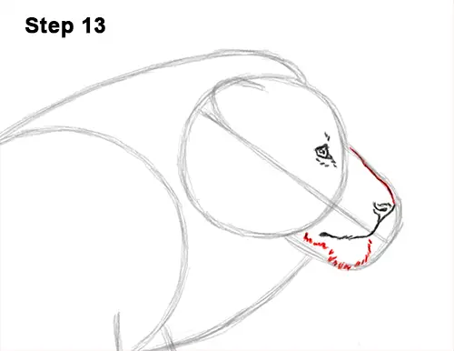 How to Draw Male Lion Running Side 13