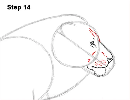 How to Draw Male Lion Running Side 14