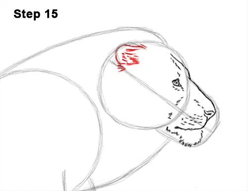 How to Draw Male Lion Running Side 15