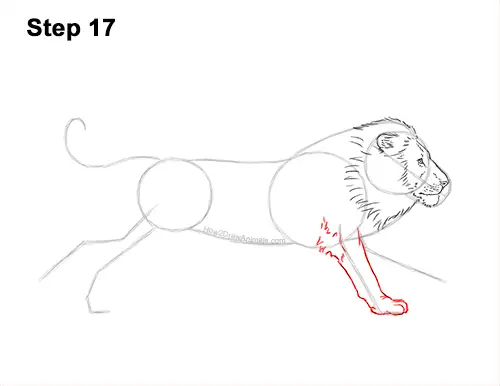 How to Draw Male Lion Running Side 17