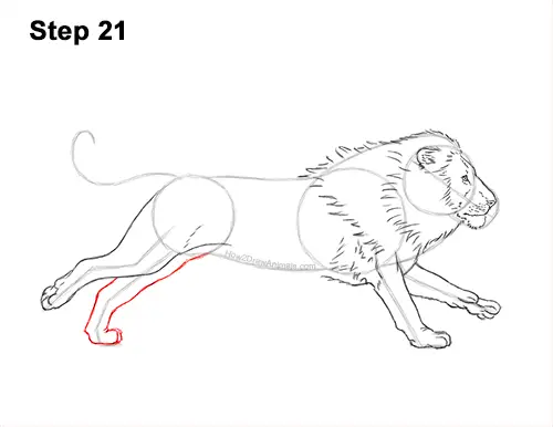 How to Draw Male Lion Running Side 21