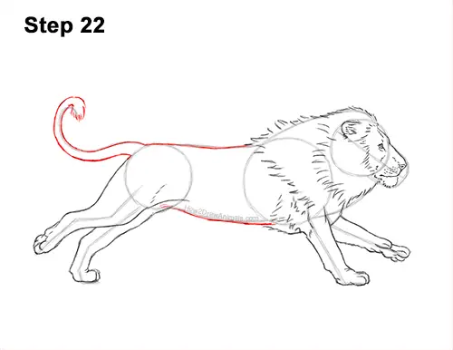 How to Draw Male Lion Running Side 22