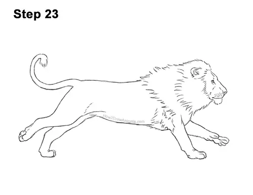 How to Draw Male Lion Running Side 23