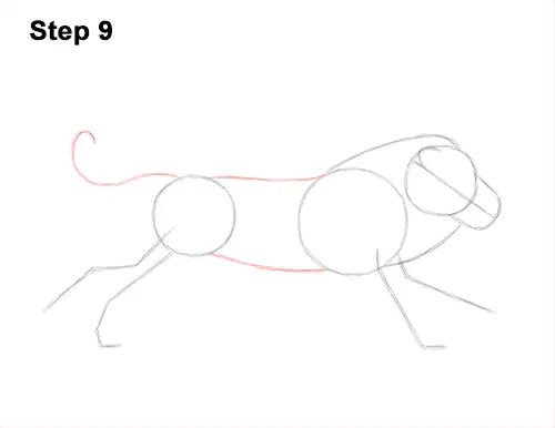 How to Draw Male Lion Running Side 9