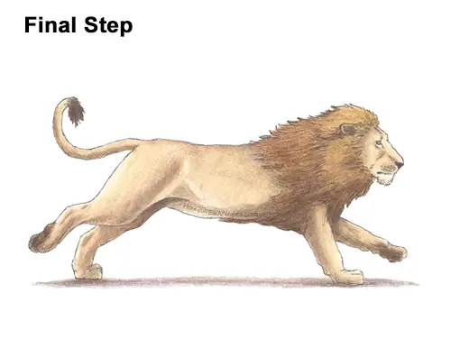 How to Draw Male Lion Running Color Side