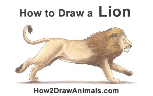 How to Draw Male Lion Running Side Color