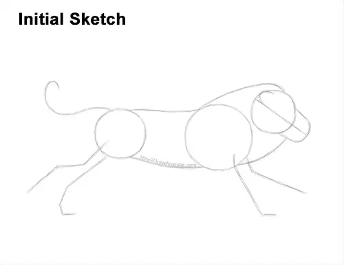 How to Draw Male Lion Running Side