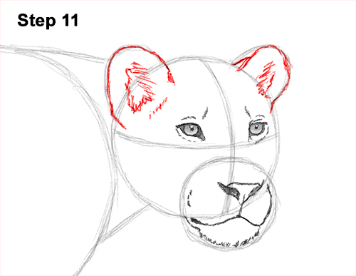 Draw Female Lion 11