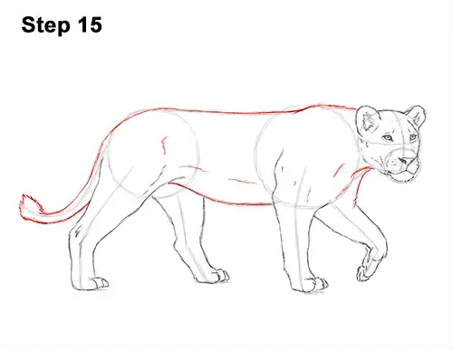 how to draw a female lion step by step
