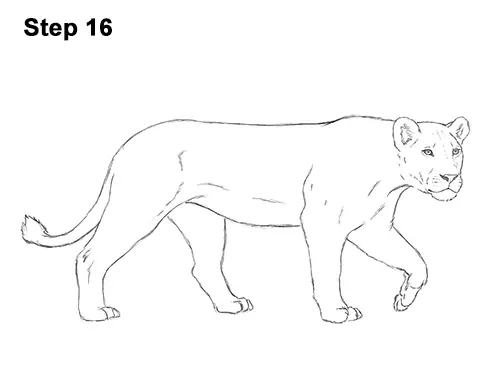 Draw Female Lion 16