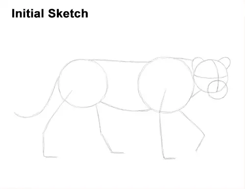 Draw Female Lion Initial Sketch