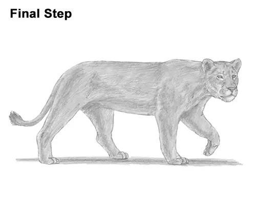 Draw Female Lion