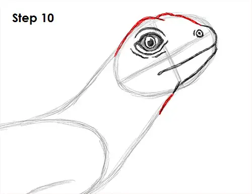 Draw Lizard 10