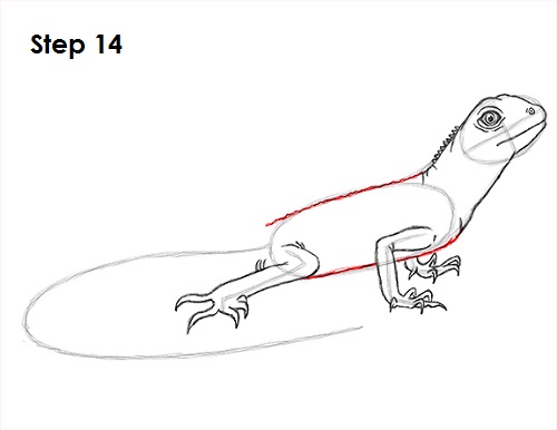 Draw Lizard 14