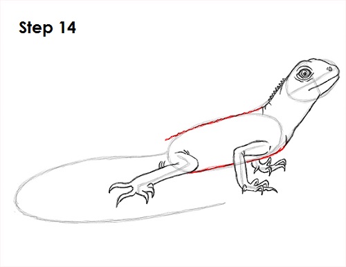 How to Draw a Lizard VIDEO & Step-by-Step Pictures