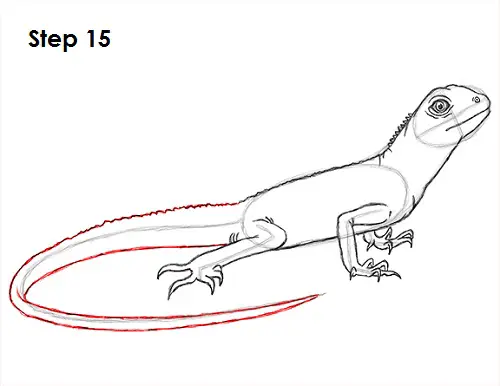 How to Draw a Lizard Step by Step – Easy Animals 2 Draw