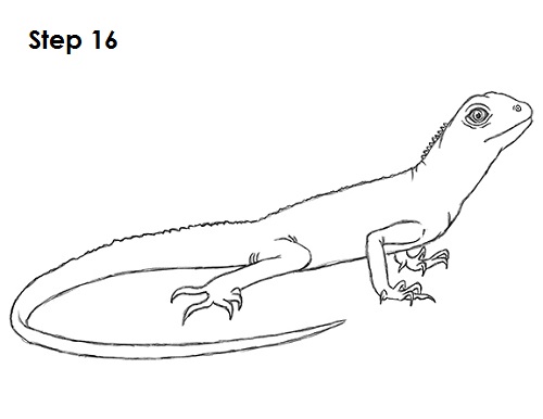 Lizard Drawing - How To Draw A Lizard Step By Step