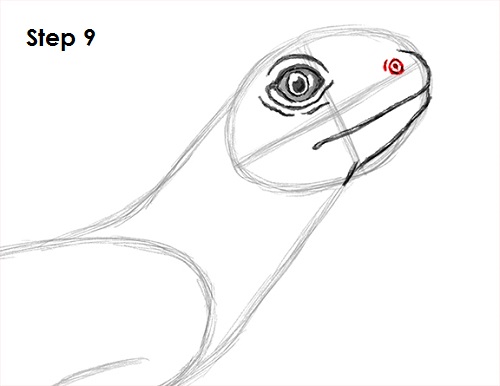 Draw Lizard 9