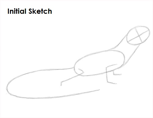 Draw Lizard Sketch