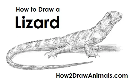 How to Draw a Chinese Water Dragon Lizard Side View