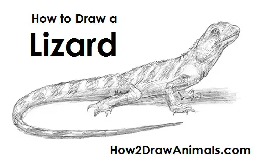 How to Draw a Lizard With Ink Liners  Envato Tuts