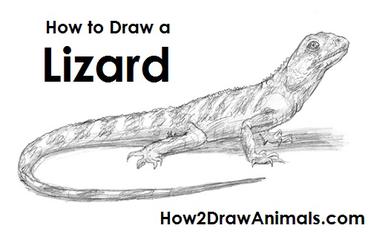 lizard drawings