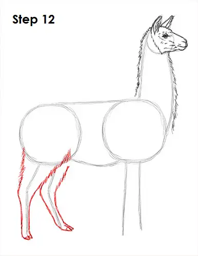 Draw Llama 12