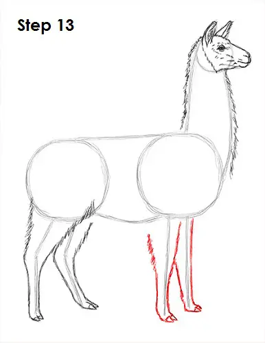 Draw Llama 13