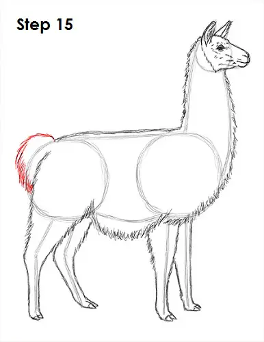 Draw Llama 15