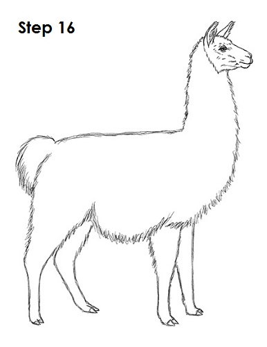 Draw Llama 16