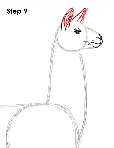 Draw Llama 9