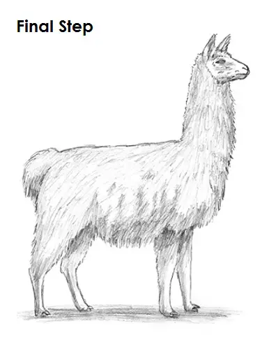 Draw Llama Last