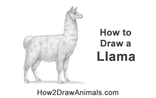 How to Draw a Llama Side View