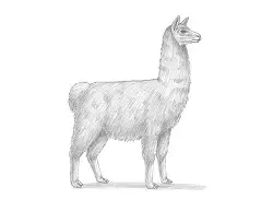 How to Draw a Llama Alpaca Side View