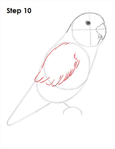 How to Draw a Lovebird