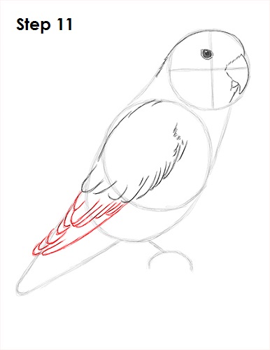 Draw Lovebird 11
