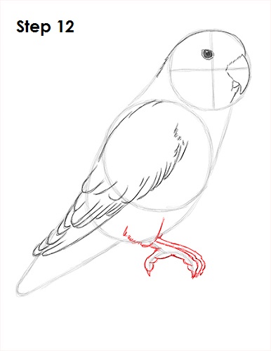 Draw Lovebird 12