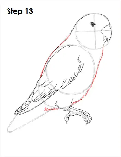 Draw Lovebird 13