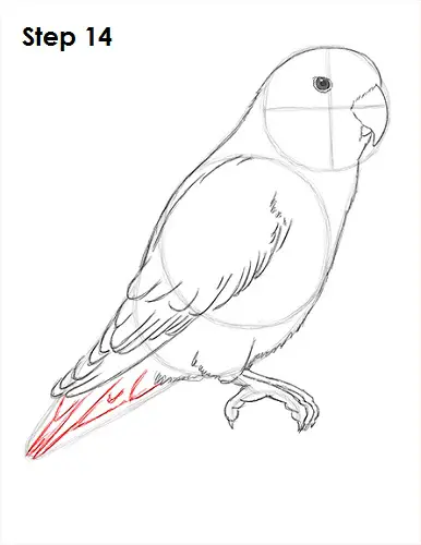Draw Lovebird 14