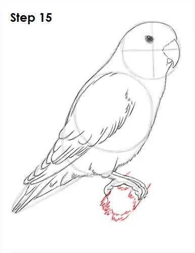 Draw Lovebird 15