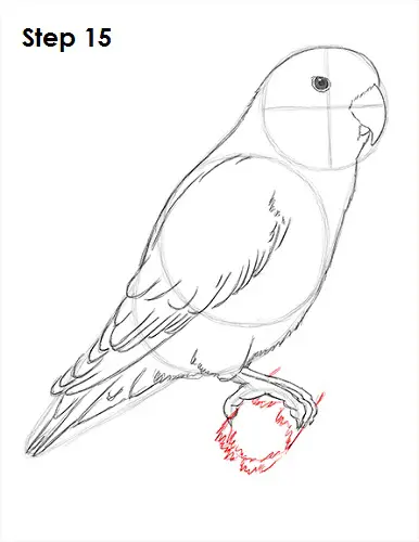 How To Draw A Lovebird, Step by Step, Drawing Guide, by Dawn - DragoArt