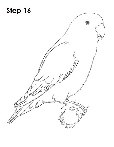 Draw Lovebird 16