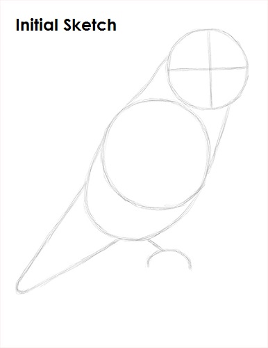 Draw Lovebird Sketch
