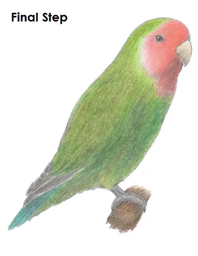 Draw Lovebird