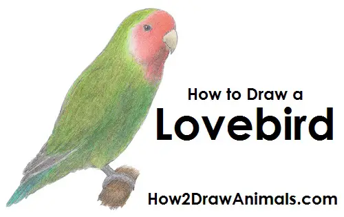 how to draw love birds easy/love birds drawing easy - YouTube